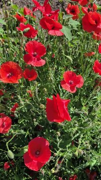 Vertical 4K slow motion footage of blooming red poppy flowers with bees pollinating among petals and buds. For biodiversity, environmental conservation, nature documentaries, wellness content 