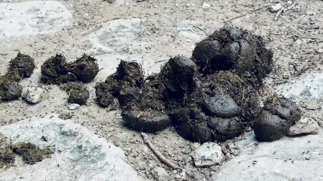 cow dung cakes placed on a muddy ground, commonly used as organic fuel, fertilizer, and traditional building material in rural areas. The image reflects sustainable practices and agricultural 