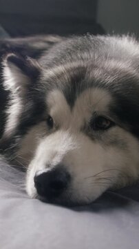 Dog, husky and relax in bedroom at apartment with comfort, morning peace and calm with adoption security. Home, pet and chill with animal on bed for resting, wellness or foster care on weekend