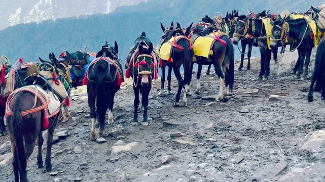 Decorated horses and mules prepared for transporting pilgrims and travelers through mountainous terrain in the Indian Himalayas.