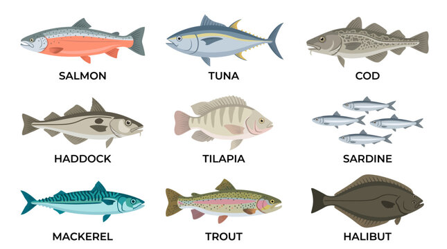 A detailed illustration of nine different types of fish including salmon, tuna, cod, haddock, tilapia, sardine, mackerel, trout, and halibut.