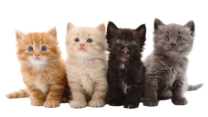 Four fluffy kittens of different colors sitting together © Julia