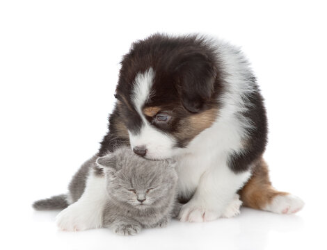 Friendly and playful Australian shepherd puppy licking kitten`s ear. isolated on white background