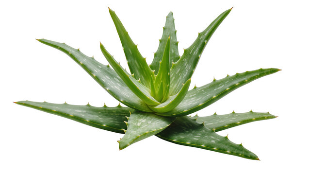 Green succulent aloe vera plant with spiky leaves