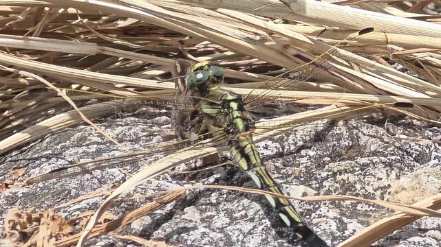 
Clubtail dragonfly devouring and eating a butterfly voraciously on a rock, macro shot


