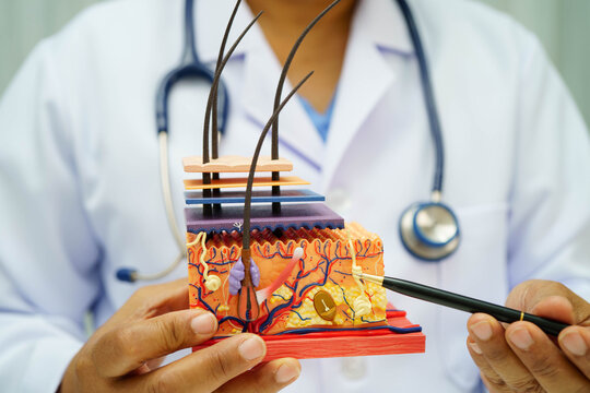 Asian doctor holding spinal nerve and bone model, Lumbar spine displaced herniated disc fragment for treatment medical in the orthopedic department.