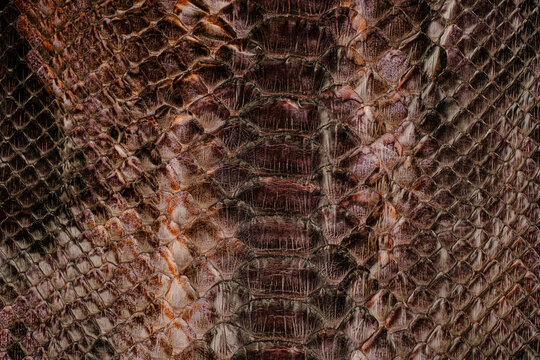 Brown python leather texture close up with reptile scale pattern and glossy exotic surface