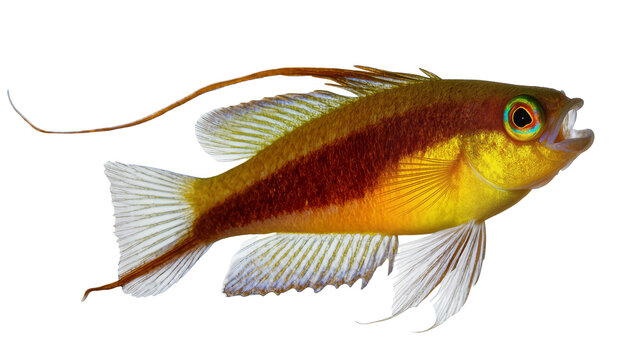 Yellow and maroon striped reef fish with long tail fin