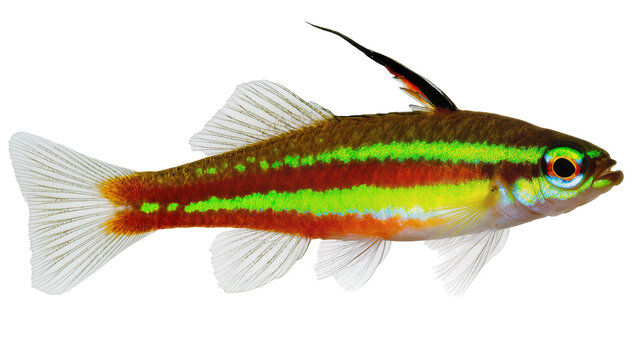 Rummy Nose Tetra Fish with Red and Green Stripes