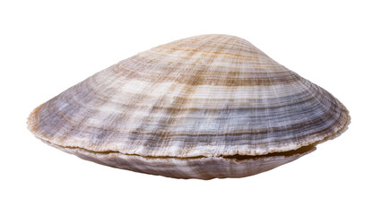 Bivalve seashell with concentric rings and striped pattern © Lisa