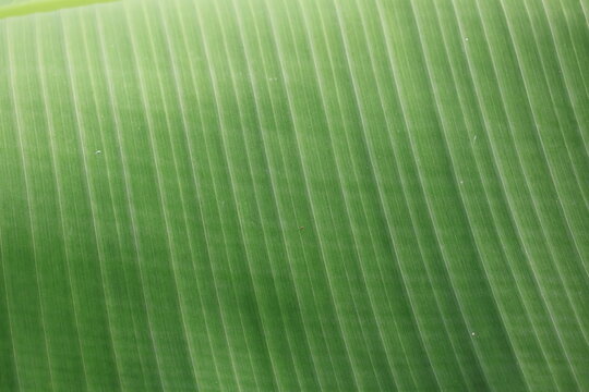 Smooth, waxy upper surface with distinct parallel veins, widely used for eco-friendly food packaging, cooking, and traditional plating.