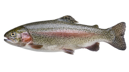 Obraz premium Rainbow trout fish with pink stripe and black spots