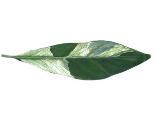 A single lanceolate leaf of a variegated tropical houseplant isolated on a clean white background. Perfect for nature, botany, and interior design concept © Eka
