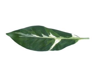 A single lanceolate leaf of a variegated tropical houseplant isolated on a clean white background. Perfect for nature, botany, and interior design concept © Eka