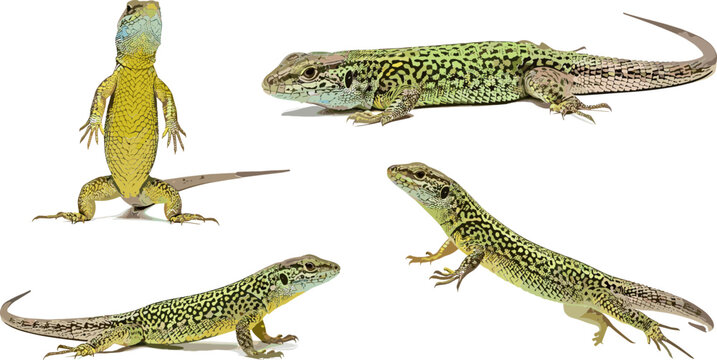 Set of Green Lizard Illustrations with Various Poses for Wildlife, Reptile, and Animal-Themed Graphics