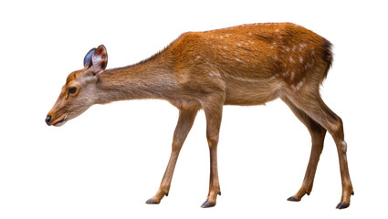 Obraz premium Spotted deer fawn standing profile view
