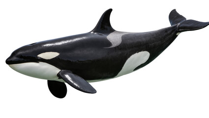 Orca whale swimming, black and white marine mammal © Lisa
