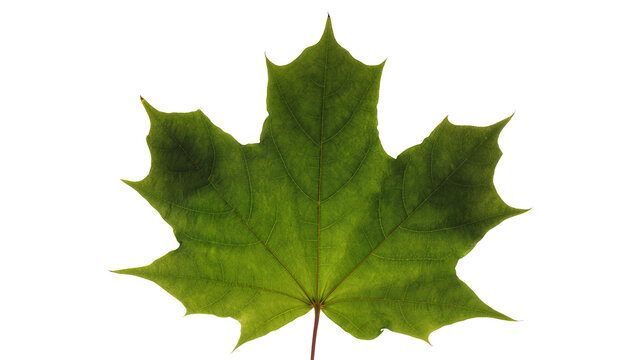 Green maple leaf with detailed veins and serrated edges