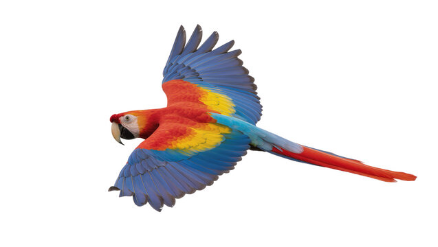 Scarlet Macaw parrot flying with spread wings and tail