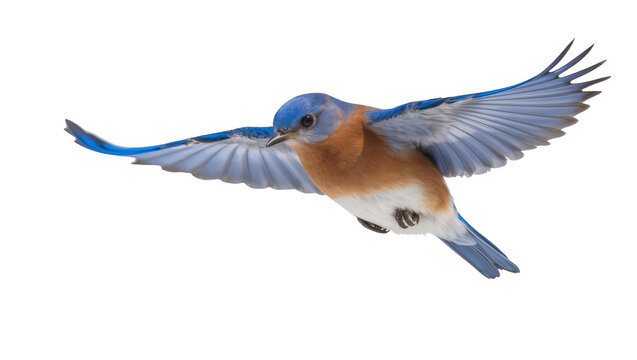 Eastern Bluebird in flight wings spread, blue and orange plumage