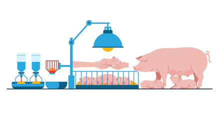 Pig farm, mother pig with piglets and artificial lamp for warmth © potet