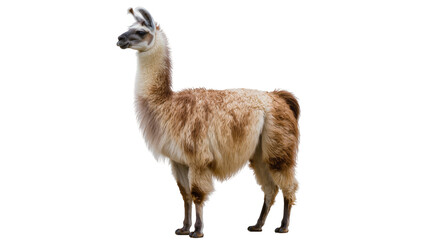 Naklejka premium Llama standing profile view fluffy fur brown and white