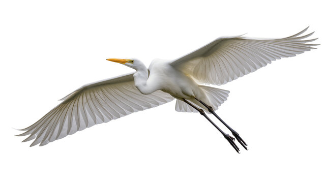 Great Egret bird flying with wings spread wide