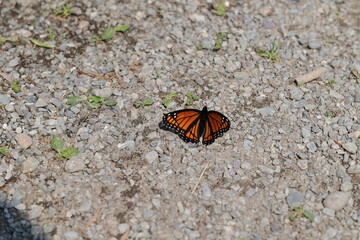 Joli papillon Viceroy, Limenitis archippus © NebulaPhotographies