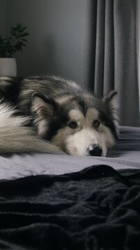 Dog, husky and relax in bedroom at house with comfort, peace or calm with adoption security in morning. Apartment, pet or chill with animal on bed for resting, wellness or foster care on weekend