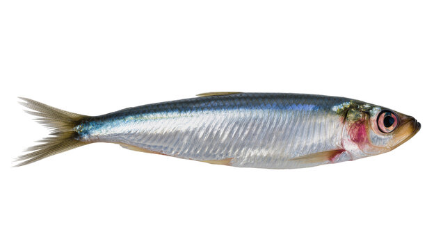 Single fresh sardine fish with silver scales and blue back