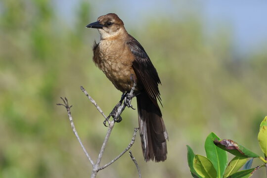 boat tailed grackle fema;e