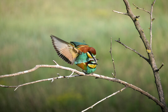 Two European bee-eaters mating on a branch, wildlife reproduction behavior