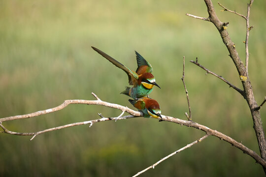 Two European bee-eaters mating on a branch, wildlife reproduction behavior