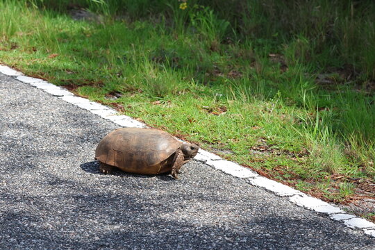 turtle on the road - SLOW DOWN Gopher Tortoise