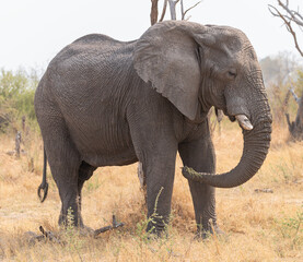 Obraz premium Elephant in Moremi Game Reserve, Botswana, Africa