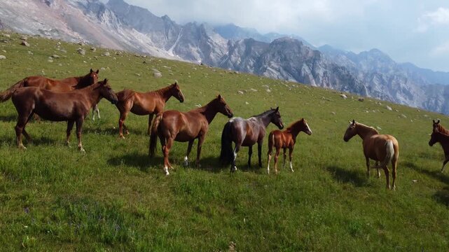 Herd of horses with young foals standing on a vast green alpine pasture against majestic rocky peaks, Sary-Aigyr gorge, Kazakhstan. High quality 4k footage