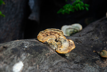 Obraz premium Close-up of reishi fungi on decaying wood in Vietnam, showing layered brackets, rough bark, and natural woodland detail.