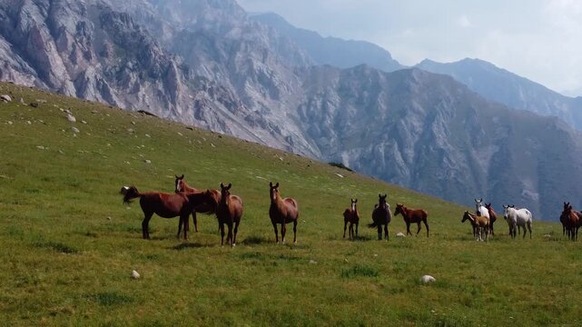 Close up drone shot of horses with foals standing on a green hill with majestic rocky peaks in the background, Sary-Aigyr gorge, Kazakhstan. High quality 4k footage