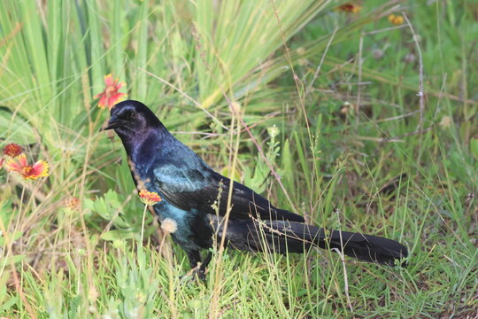 boat tailed grackle male