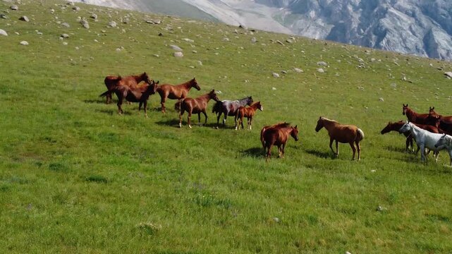 Horse herd with small foals walking on a rocky green meadow below massive mountain cliffs, Sary-Aigyr gorge, Tien Shan, Kazakhstan. High quality 4k footage