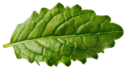 Green mint leaf with serrated edges and visible veins © Luca