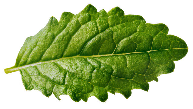 Green mint leaf with serrated edges and visible veins