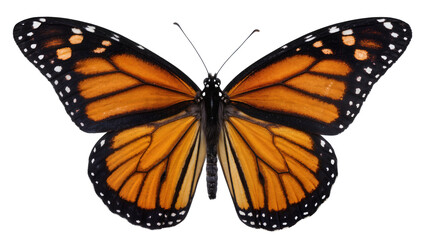 Monarch butterfly with orange black, and white wings © Luca