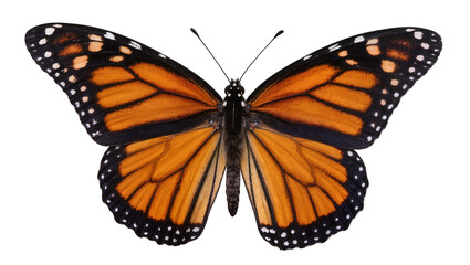 Monarch butterfly with orange black, and white wings © Hannah