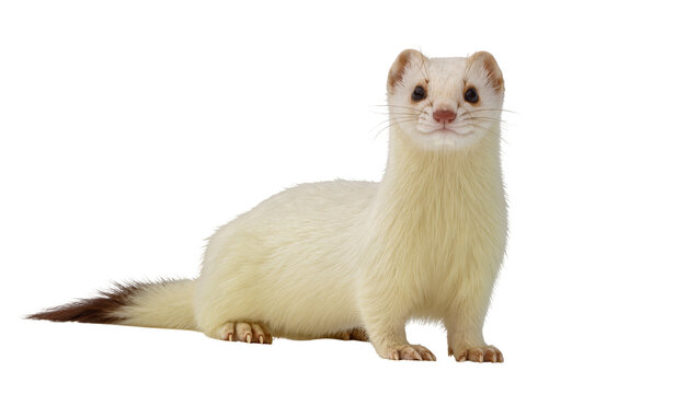 Cream colored ferret with dark brown tail and paws