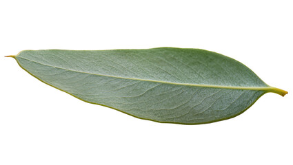 Single green eucalyptus leaf with visible veins and yellow stem © Luca
