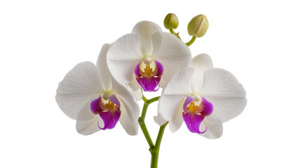 White Phalaenopsis Orchid Flowers with Purple Centers and Buds © Hannah