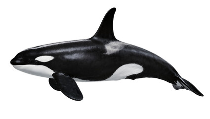Orca killer whale marine mammal black and white © Hannah