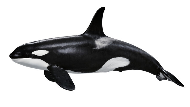 Orca killer whale marine mammal black and white