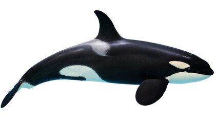 Orca Killer Whale Black White Marine Mammal © Hannah